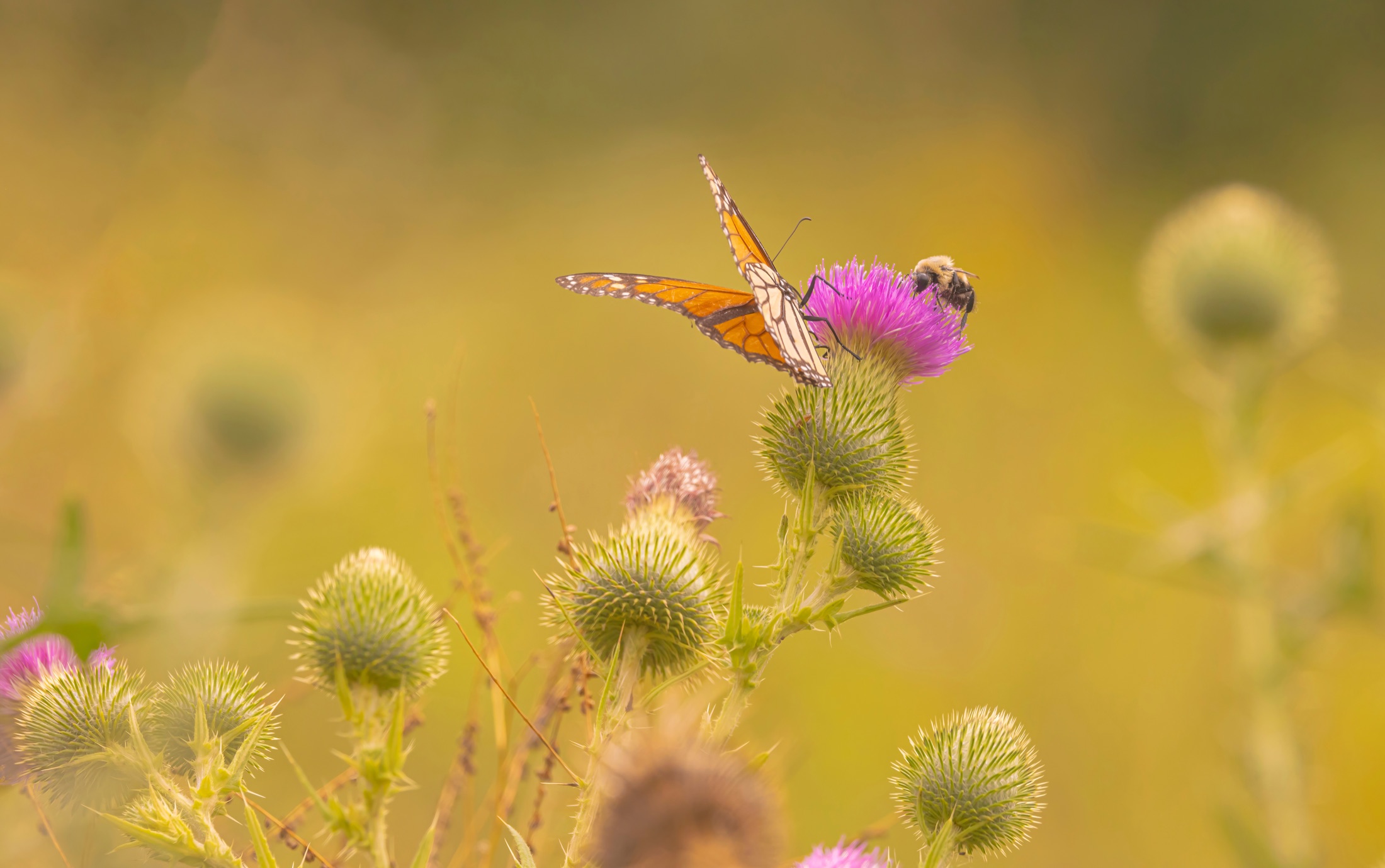 A butterfly and a bee meeting on the same purple thistle flower